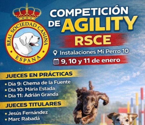 competición de agility rice